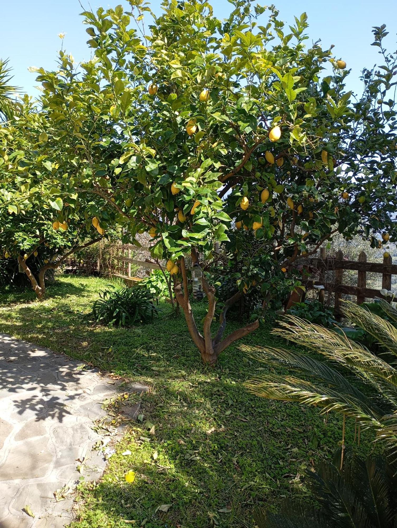 Casa Vacanze Diamante Ogliastro Cilento Bagian luar foto